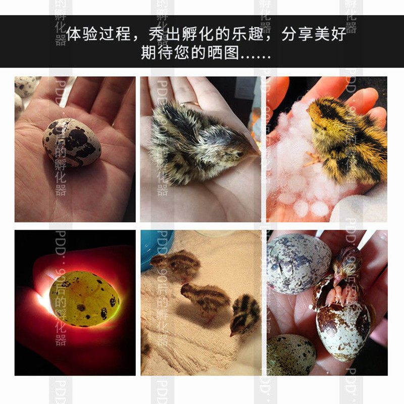 孵化器鹦鹉芦丁鸡鹌鹑孵蛋器智能孵化机全自动小型家用水床孵化箱