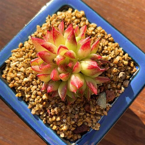 慢悠花房  梦幻女王 精品多肉办公室阳台绿植园艺盆栽花卉庭
