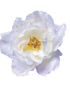 河本天宫公主月季花苗大花多季盆栽阳台玫瑰花庭院花勤花蔷薇植物
