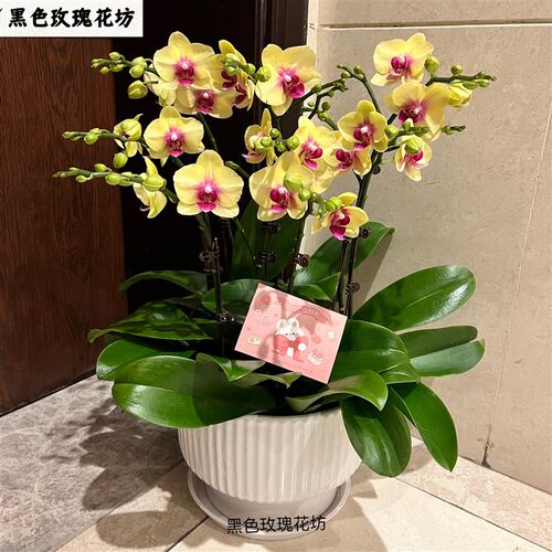 深圳蝴蝶兰盆栽开业乔迁送礼前台客厅室内花卉植物带花苞