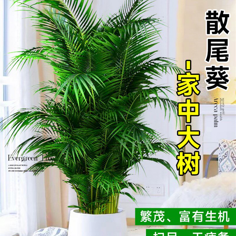 大型散尾葵植物盆栽客厅绿植物室内禄植物门前办公室除甲醛凤尾竹