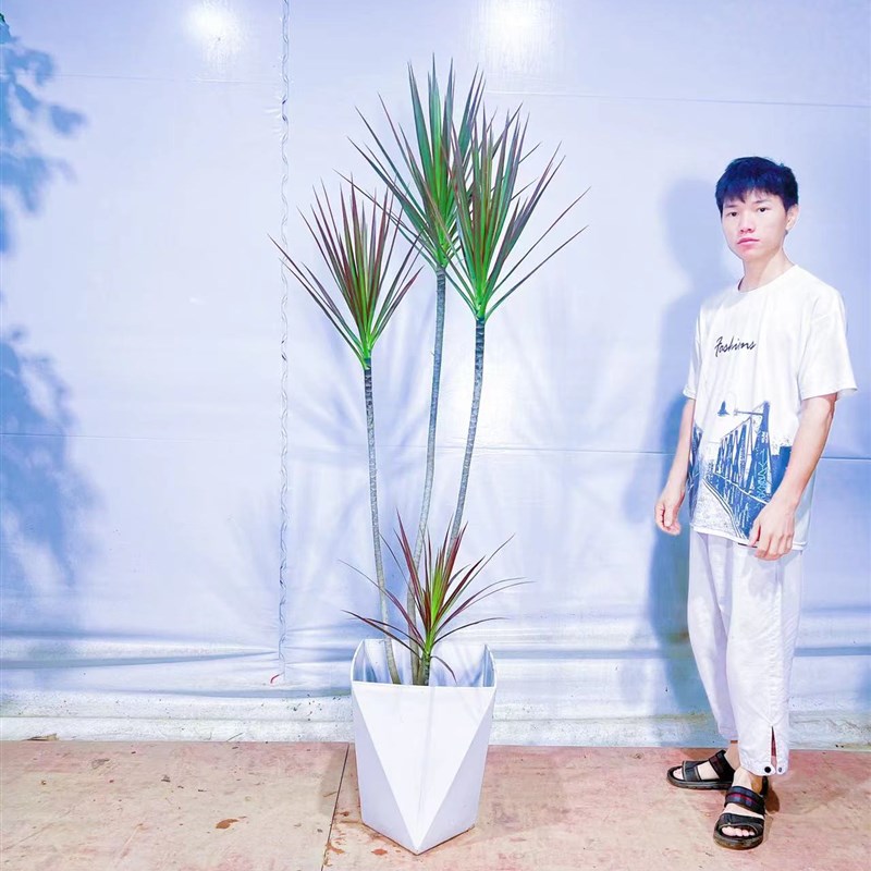 千年木 七彩铁 四季常青 室内室外绿植 简约时尚 北欧风喜阳 客厅