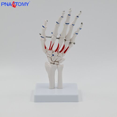 1比1手骨模型 人体关节骨骼医学院校教具展示尺骨桡骨 写色手骨