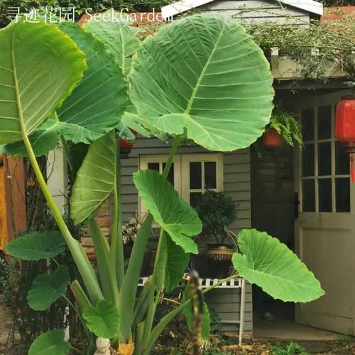 象耳芋大野芋大型观叶植物 客厅大叶盆栽适合新手的室内绿植