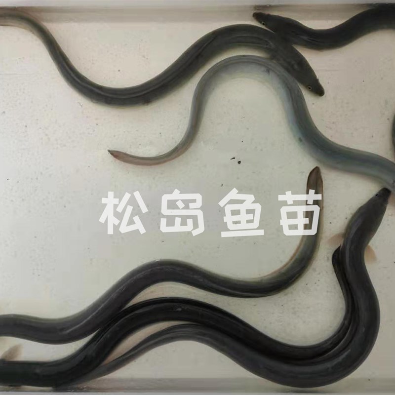 鳗鱼苗淡水养殖白鳝鱼苗 白鳗苗 河鳗苗花鳝苗可混养家鱼