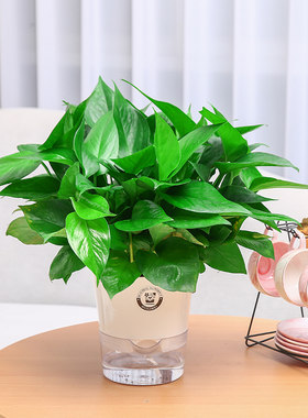 绿航绿萝盆栽室内植物花卉绿植长藤垂吊大叶绿箩新房家用吸除甲醛