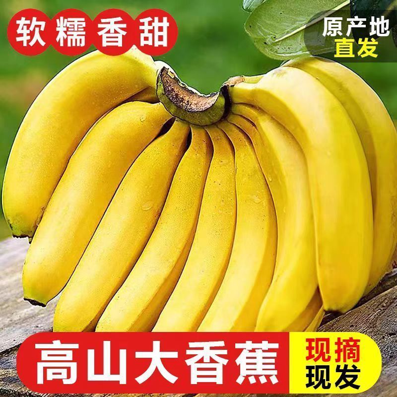 云南香蕉高山大香蕉现摘新鲜水果甜生青香蕉banana自然熟孕妇