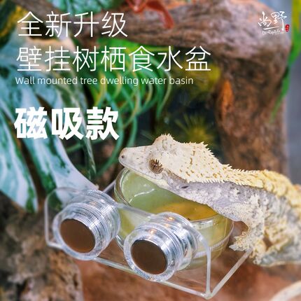 DH睫角守宫R属悬挂式可移动磁铁水碗树栖爬宠食盆食碗吸盘挂食盆