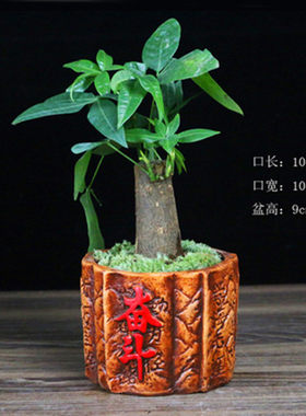 花盆多肉陶瓷红陶盆发财树文竹种植容器 办公桌面花器