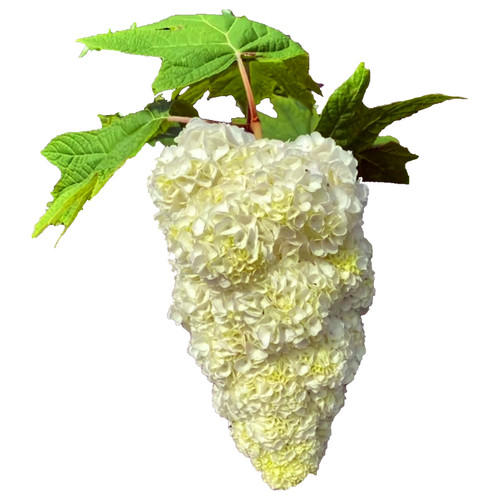圆锥绣球花无尽夏多季开绣球花盆栽带花庭院花卉室内植物花带花苞