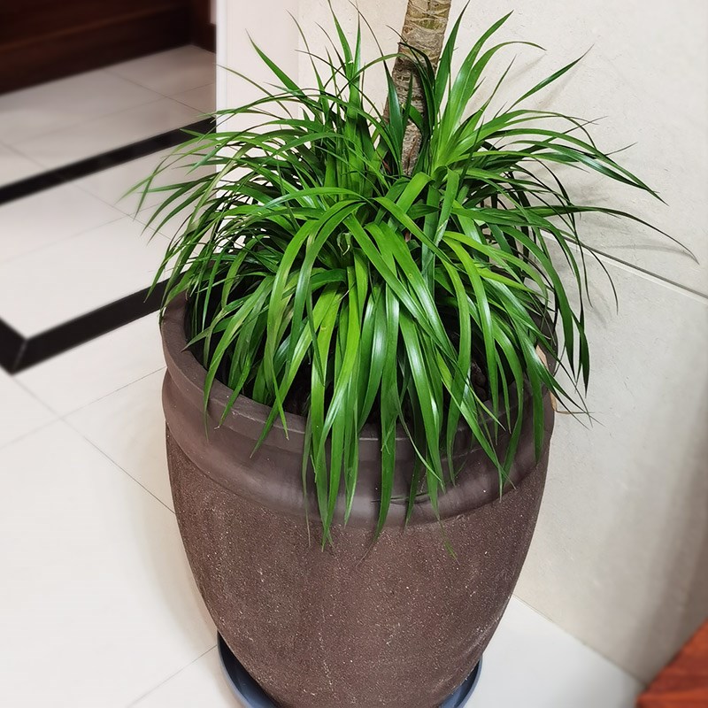 新款圆口紫砂花盆特大号粗陶陶罐室内家居盆景花卉田园控根透气盆