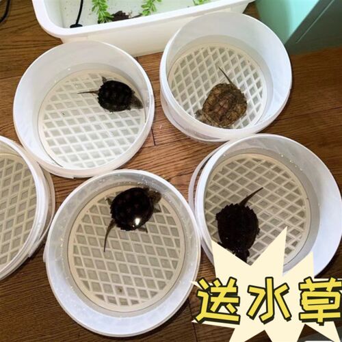 乌龟隔离盒发色盒饲养盒带盖奶茶桶迷你鱼缸龟缸透明