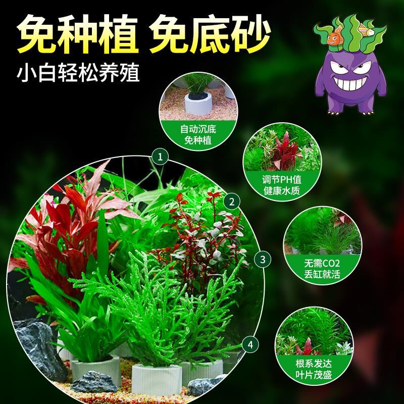 鱼缸水草植物专用造景摆件全套阴性水培绿植装饰蜈蚣草水榕水草