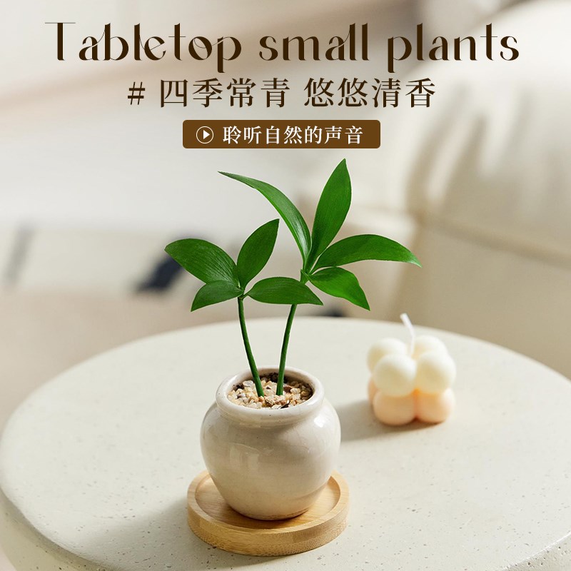 竹柏盆栽拇指植物迷你桌面绿植装饰创意摆件高级感办公室四季常青图片
