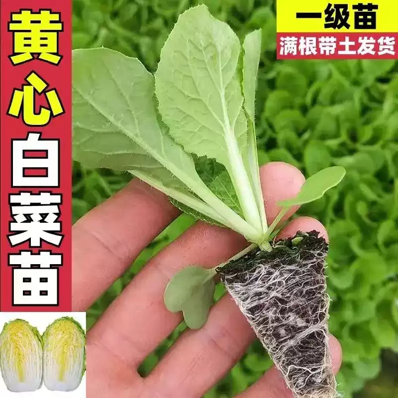【下单立减50】黄心大白菜耐热易种阳台庭院盆栽菜园种植蔬菜_gj