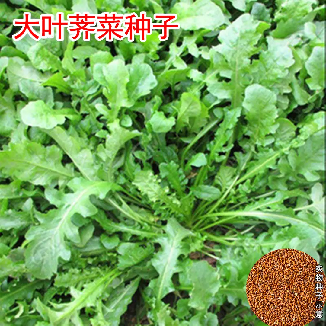 【下单立减50】荠荠菜种籽阳台盆栽小院地栽地菜蔬菜种子YZ