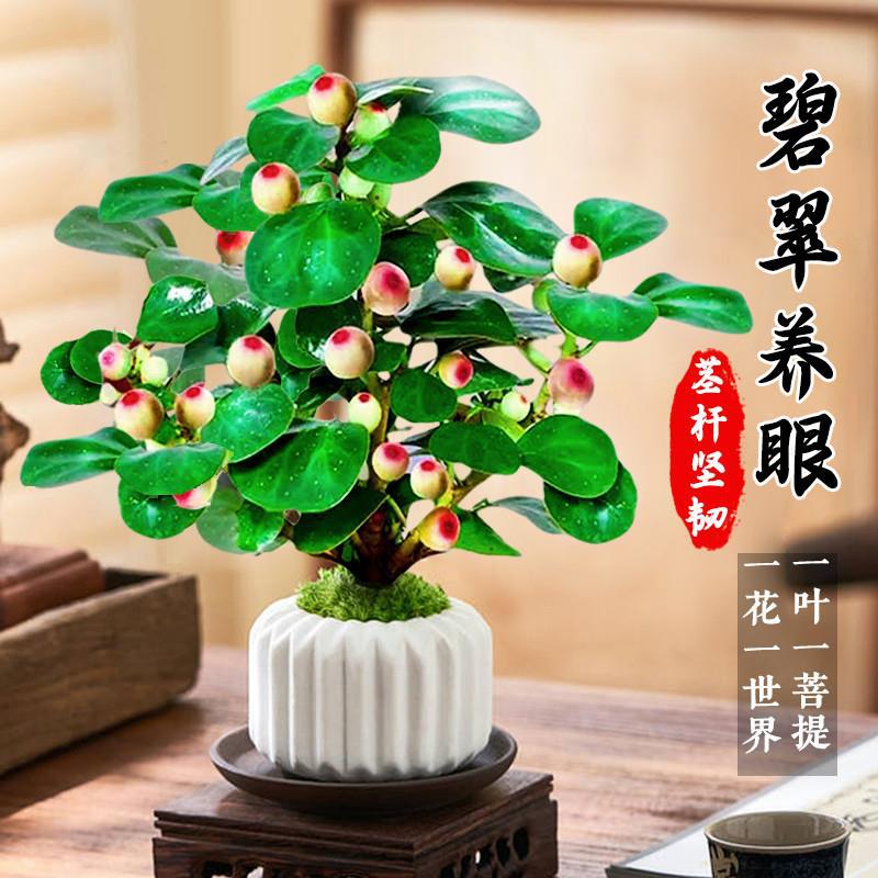 【下单立减50】带多果实小盼菩提盆栽精品禅意植物室内绿植_YZ