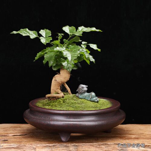 宜兴紫砂花盆多肉桌面陶瓷绿植老桩盆景复古典菖蒲盆创意陶瓷