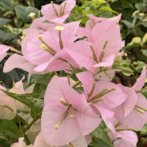 三角梅 粉天使 扦插小苗阳台花苗花卉四季阳台开花植物盆栽庭院