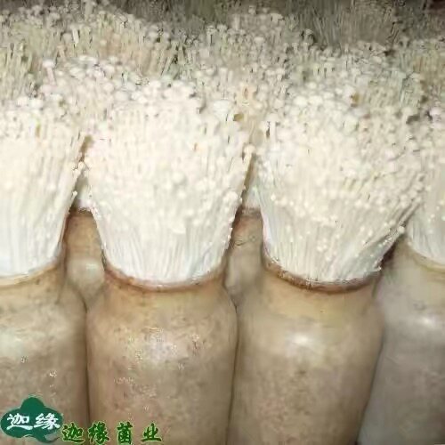 正宗金针菇菌种菌丝蘑菇种植包土培四季种植家庭阳台室内室外菌包