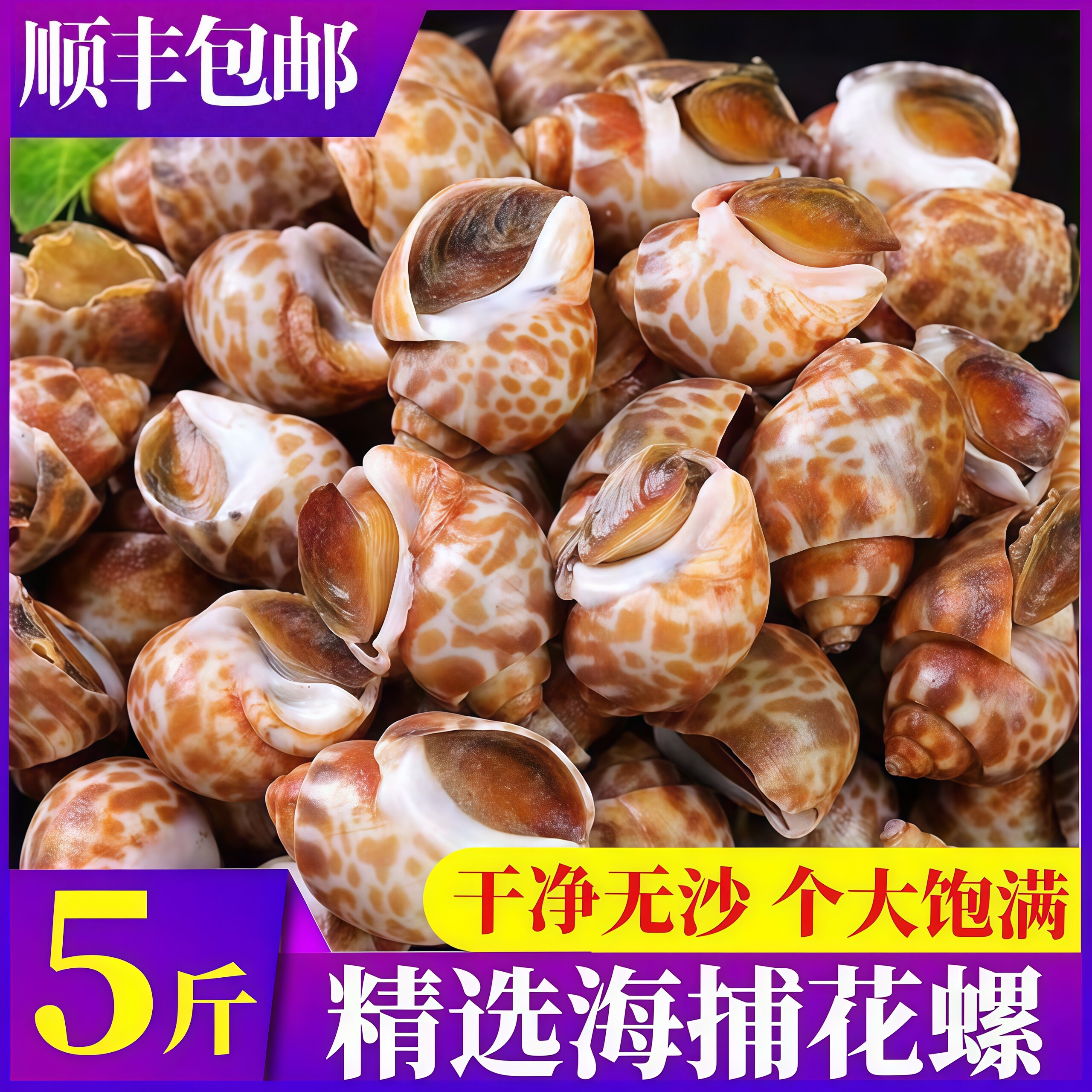 新鲜花螺东风螺螺类海螺