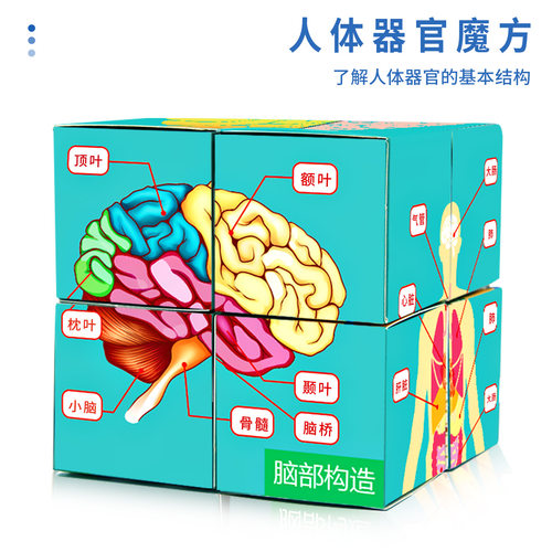 科学实验认识人体器官魔方学生科技小制作儿童手工diy材料包 教具