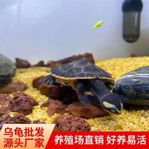 圆澳龟圆澳侧颈龟西非侧颈龟圆澳苗鱼缸深水龟亚巨安布沼泽侧颈龟
