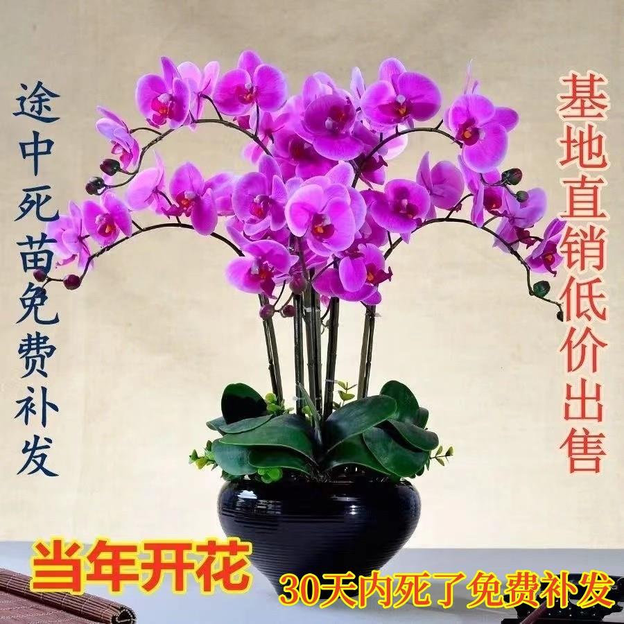 蝴蝶兰花苗便宜处理盆栽