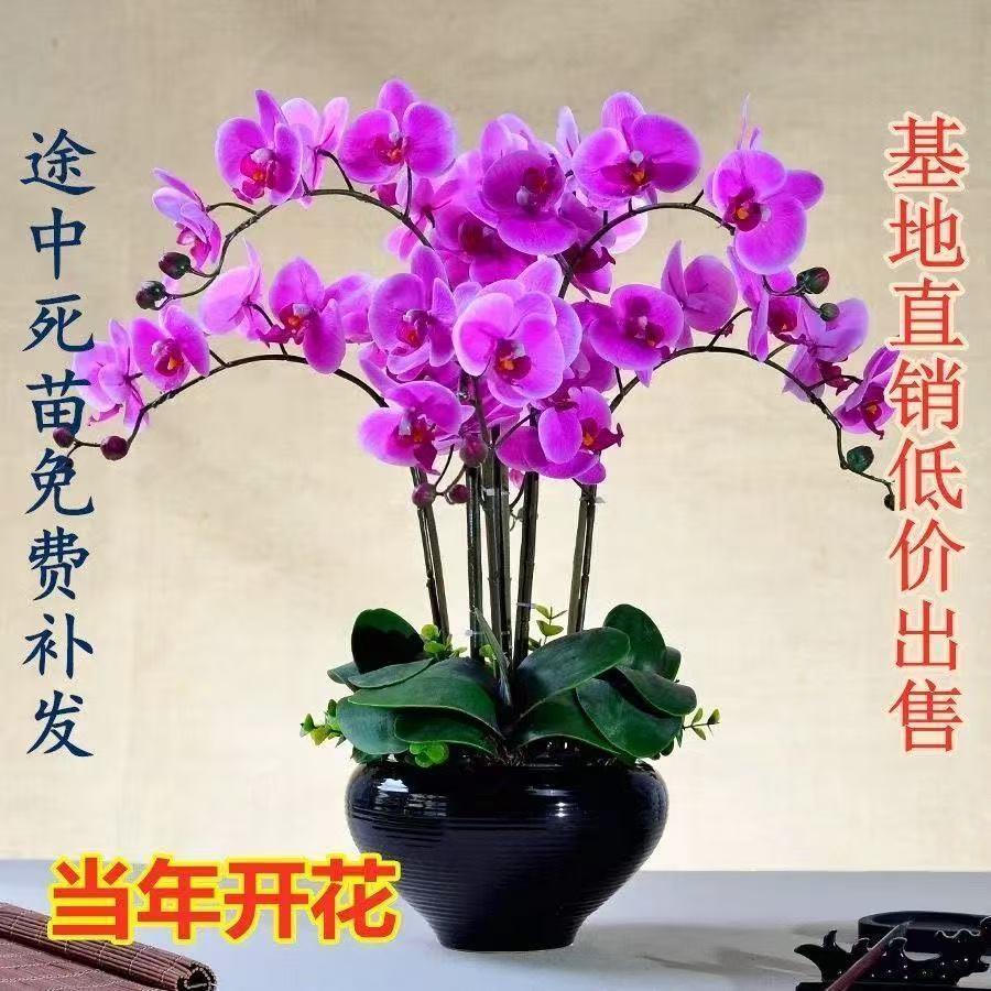 新款大花蝴蝶兰花苗盆栽