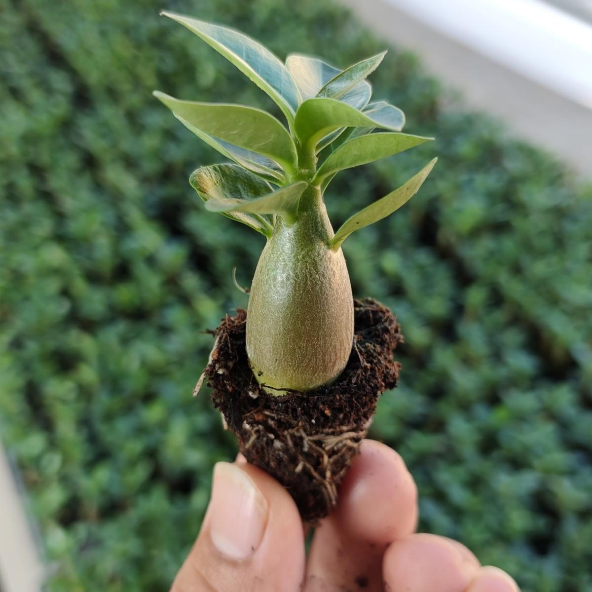 沙漠玫瑰客厅小苗花卉绿
