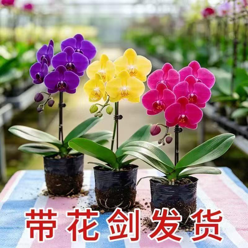 新款大花蝴蝶兰花苗盆栽