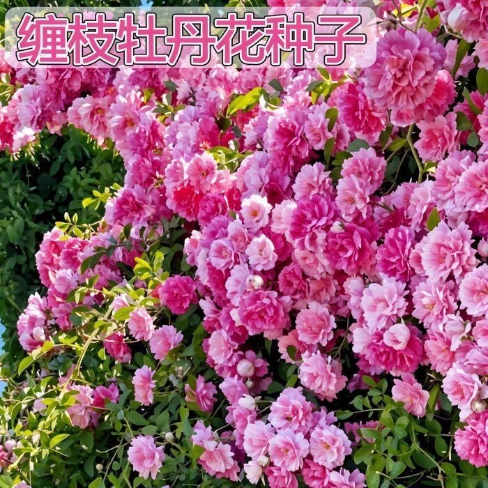 缠枝牡丹花种子四季播种开花易活机器庭院阳台盆栽花卉种