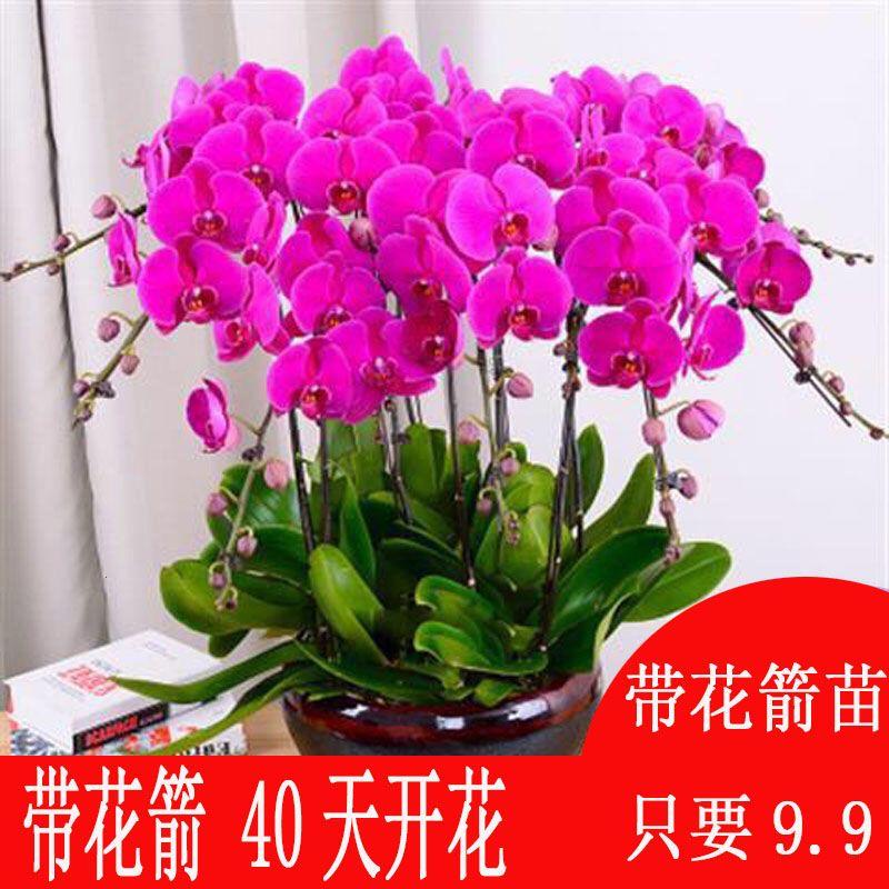 新款蝴蝶兰花苗盆栽室内