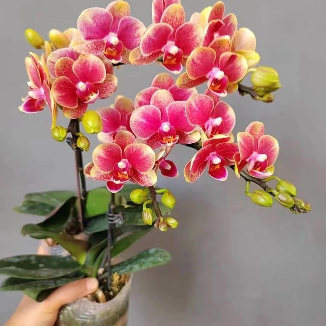 蝴蝶兰花剑花苞当年开花