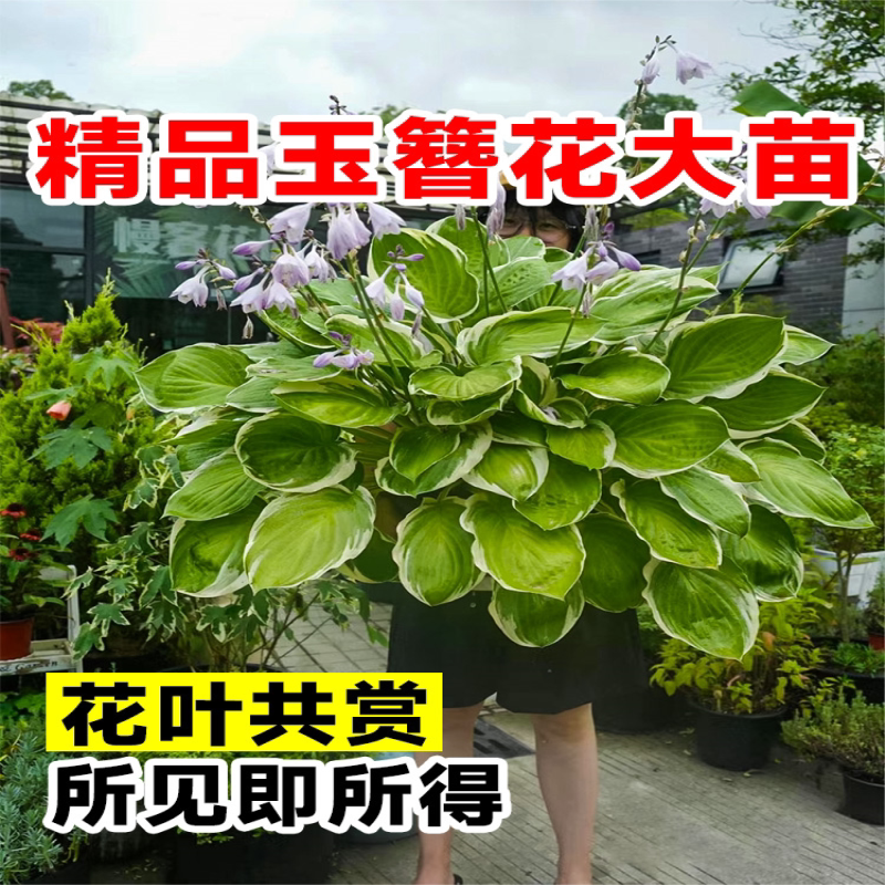 玉簪花苗盆栽花卉植物庭院花园地被的彩叶绿植耐阴耐寒四季好养