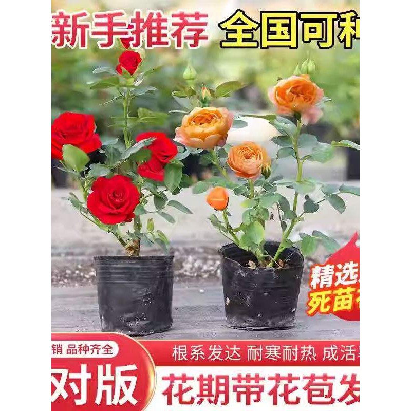 小苗月季花苗爬藤玫瑰室内阳台盆月季/蔷薇/玫瑰