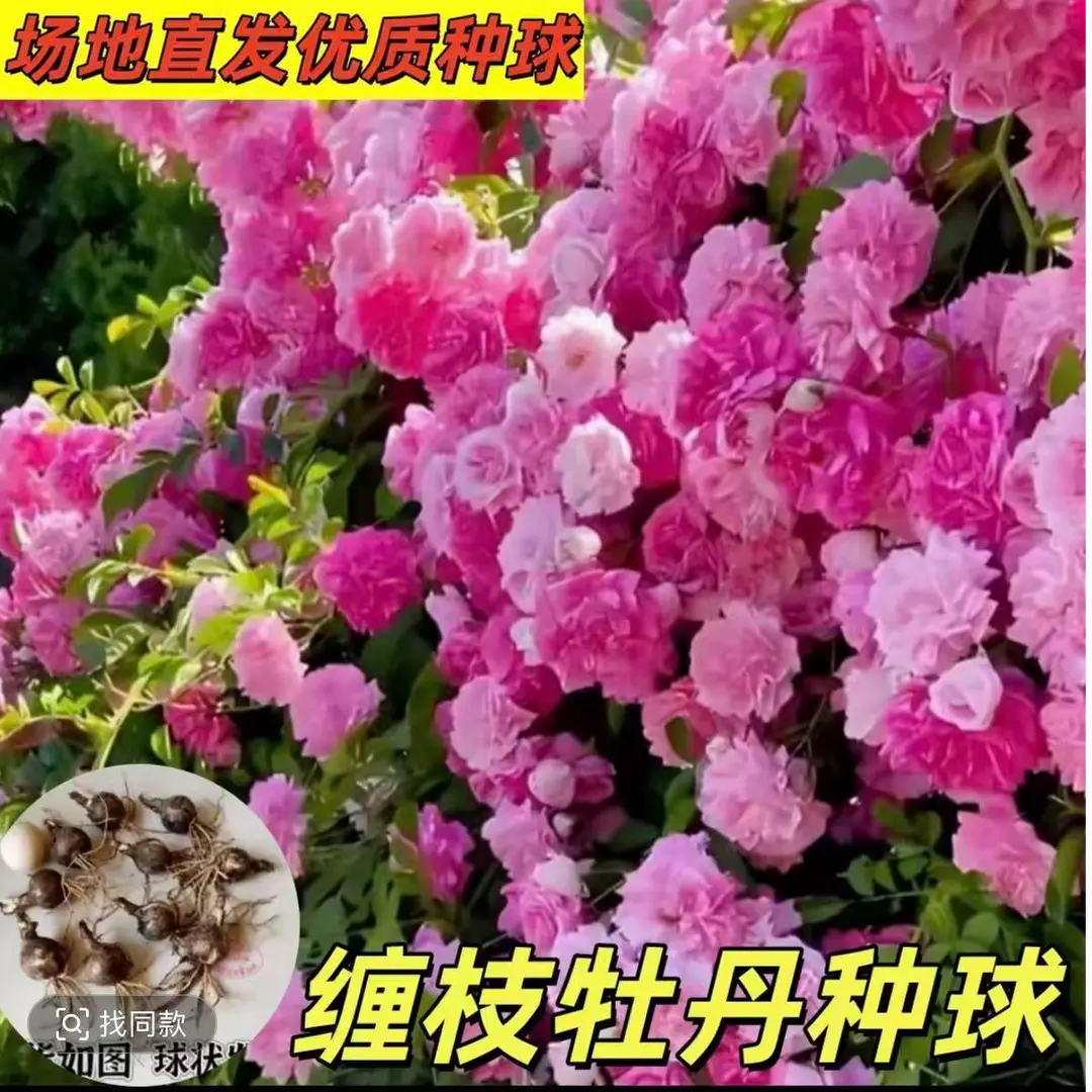 【下单立减50】缠枝牡丹种球南北方可种值藤蔓粉色重瓣ZF