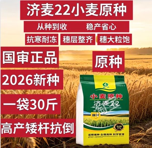 济麦22小麦种子高产山东农科院矮杆大穗抗倒伏抗冻高产小麦种子