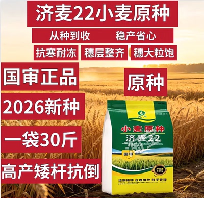 济麦22小麦种子高产山东农科院矮杆大穗抗倒伏抗冻高产小麦种子