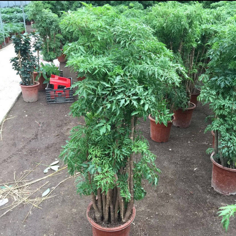 羽叶福禄桐盆栽细叶大型室内盆景名贵金钱兜植物客厅吸除甲醛绿植