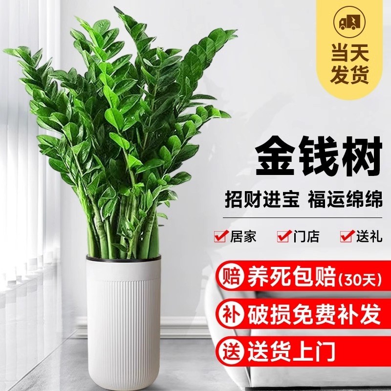 金钱树盆栽客厅大花盆摆件办公室内招财大型绿植摇钱串子好养植物