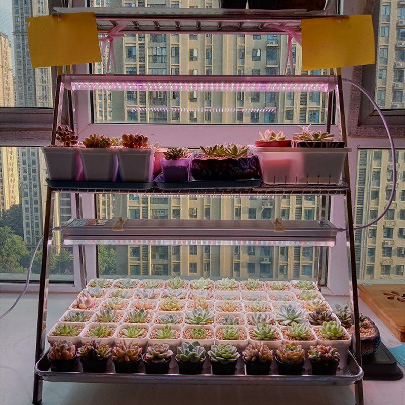 贵翔光配方LED全光谱仿太阳光植物补光灯多肉上色防徒长绿植花卉