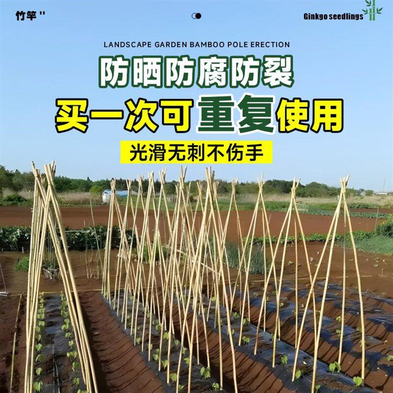 竹子竿竹竿菜园搭架豆角架杆黄瓜竹竿棍小竹子围栏旗杆怕藤架栅栏