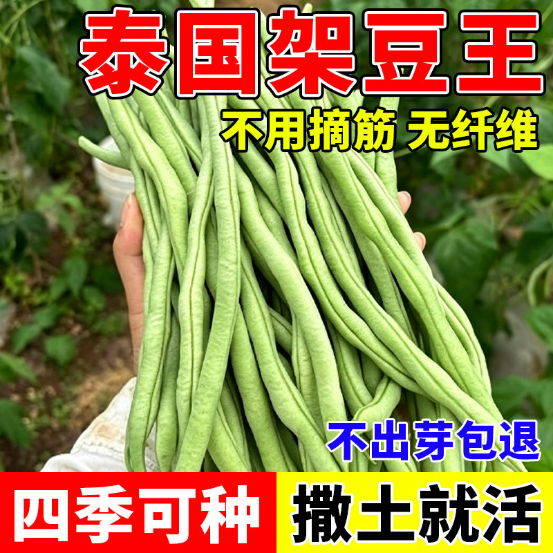 架豆王种子泰国特长无筋架豆青豆豆籽豆种四季豆豆角芸豆扁豆蔬菜