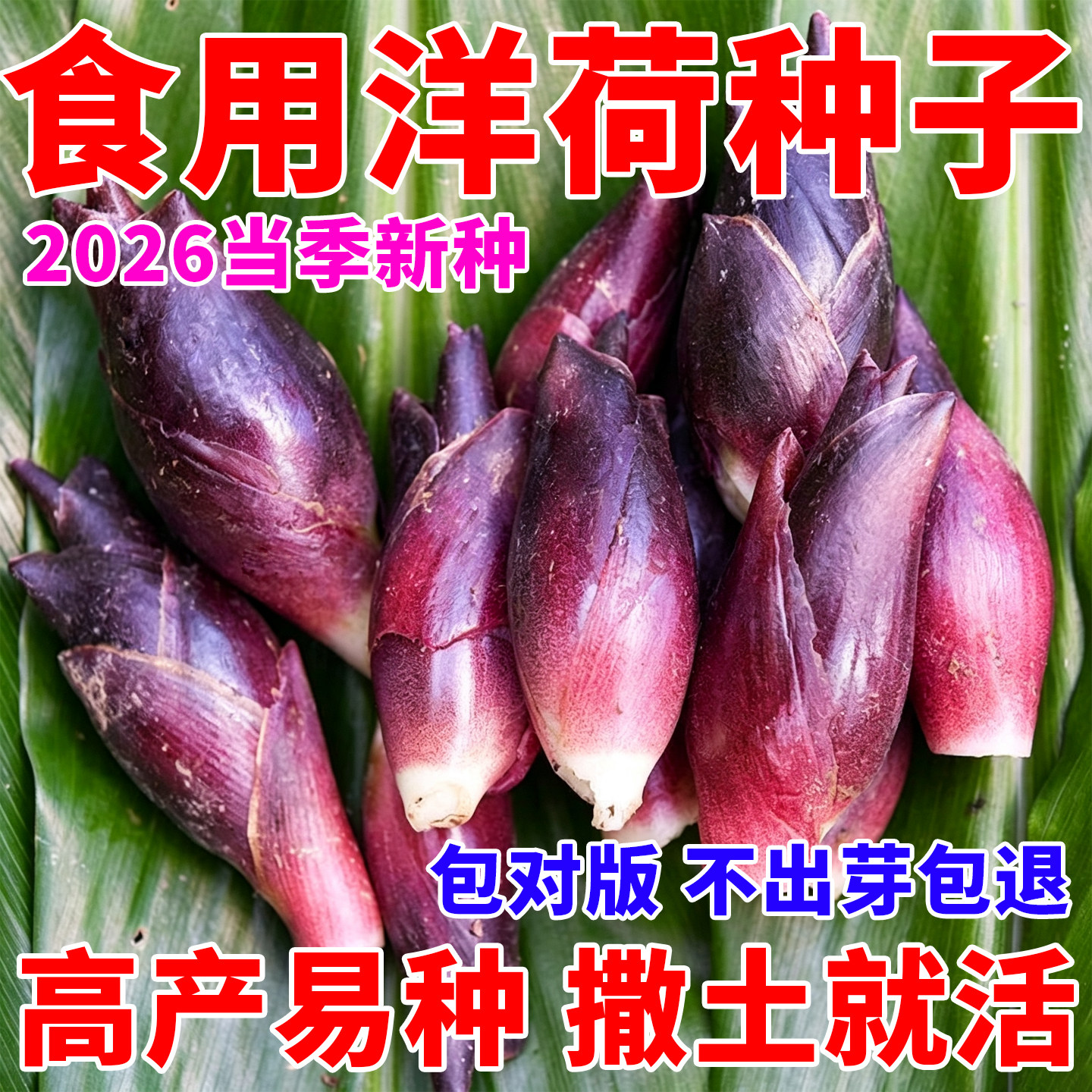 正宗洋荷种子食用洋荷芽种子阳菏四季蔬菜洋荷种苗洋姜荷种子耐寒
