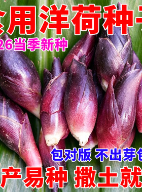正宗洋荷种子食用洋荷芽种子阳菏四季蔬菜洋荷种苗洋姜荷种子耐寒