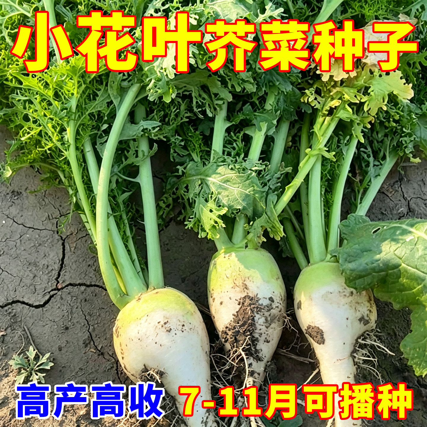 春秋季小花叶芥菜种子辣疙瘩阳台盆栽芥菜疙瘩介菜籽种大头菜种籽