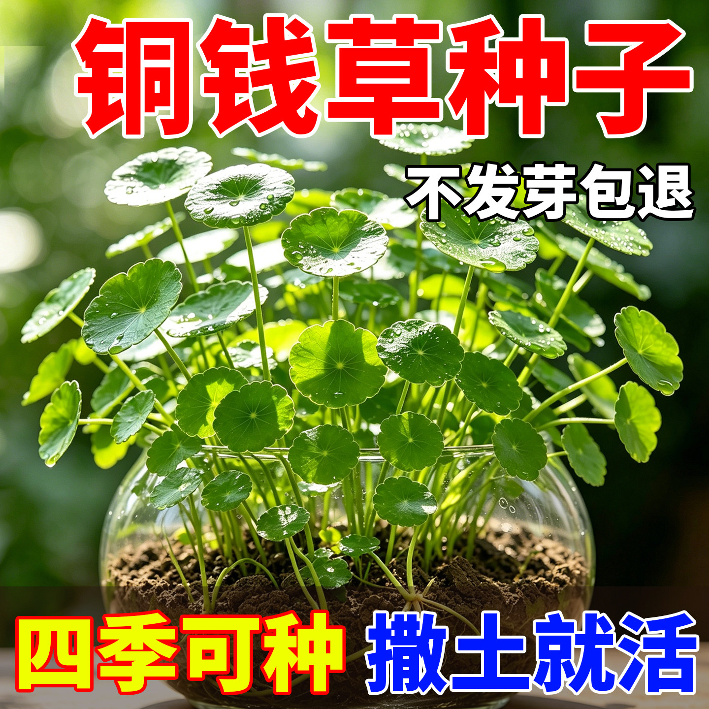铜钱草种子花种子四季播种好打理绿植种籽室内外阳台庭院盆栽绿植