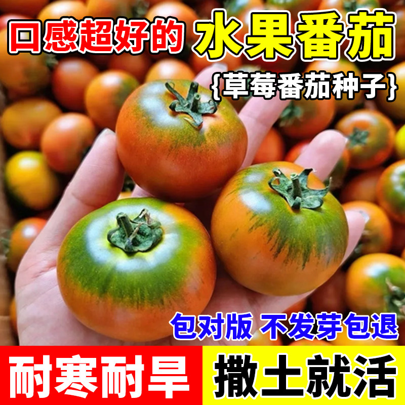 草莓水果番茄种籽四季蔬菜种子阳台小院菜园四季可种蔬菜约200粒