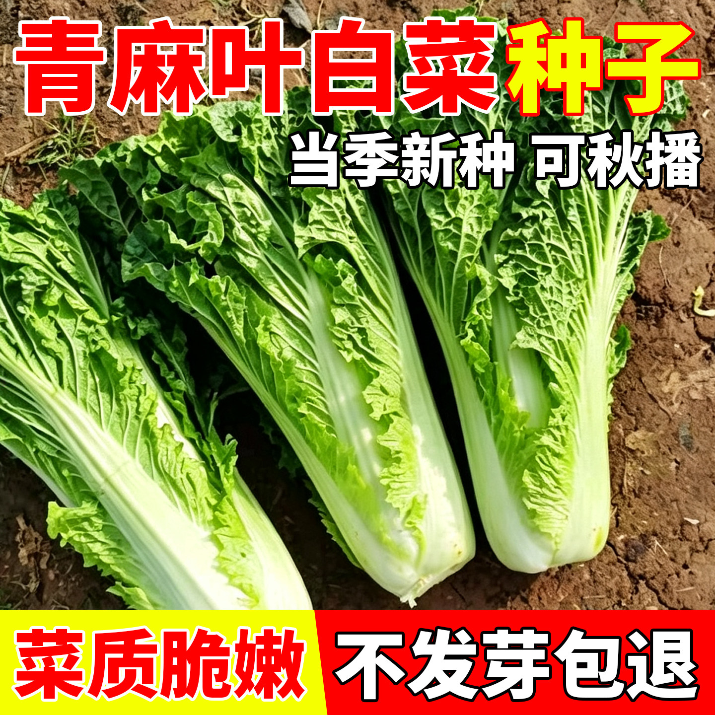 天津绿青口大白菜种子种籽青麻叶大青麻叶大白菜四季播蔬菜种籽